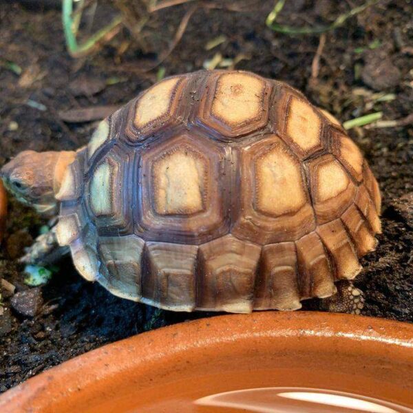 baby african spurred tortoise for sale
