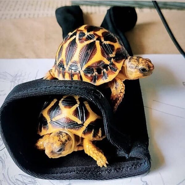 indian star tortoise for sale near me