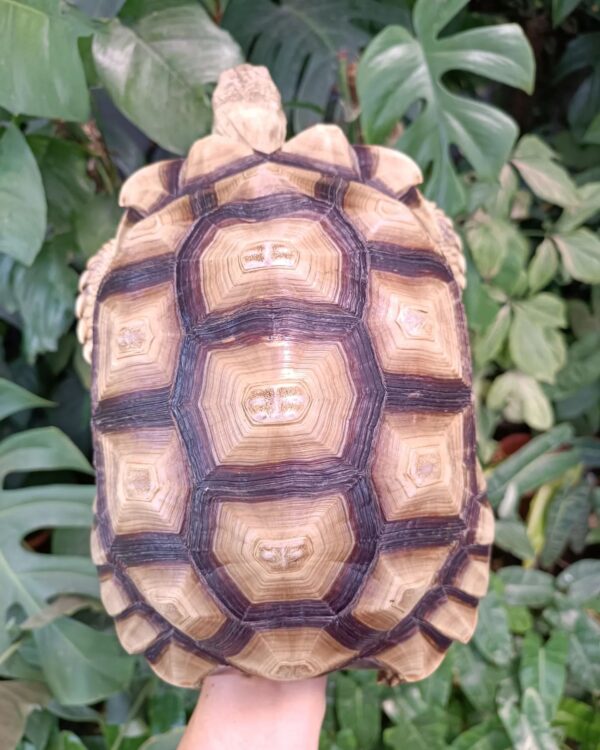 Female sulcata tortoise for sale