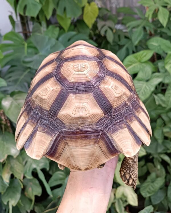 Female sulcata tortoise for sale