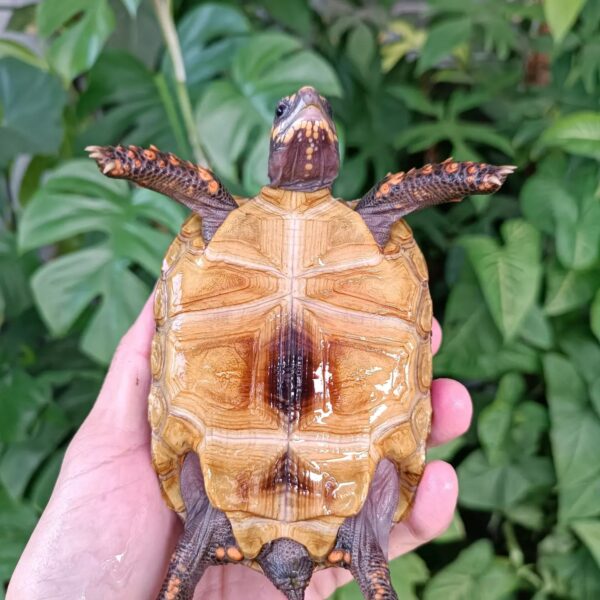 redfoot tortoise for sale