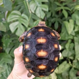 redfoot tortoise for sale