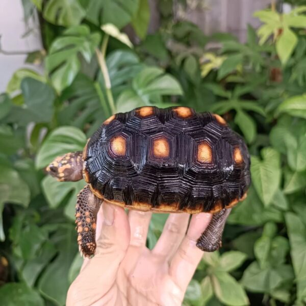 redfoot tortoise for sale