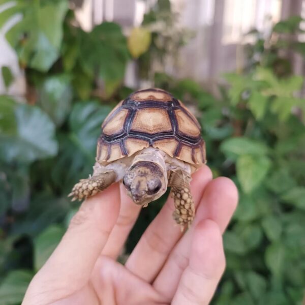 Baby sulcata tortoise for sale
